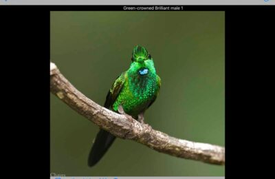 A Dozen Common Fantastic Hummingbirds from Costa Rica