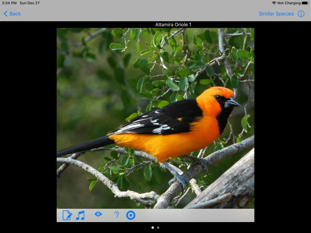 Costa Rica birds app screenshot Altamira Oriole foto by John Sterling