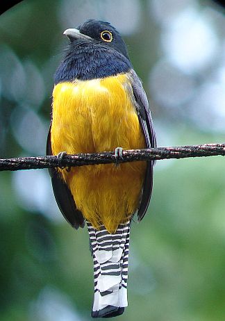 Learn Songs of Costa Rica Birds with the Costa Rica Bird Field Guide App
