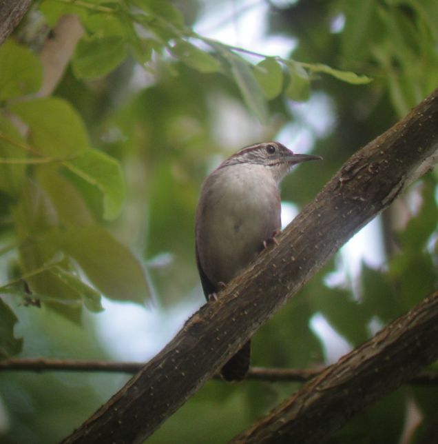Beautiful Bird Songs of Costa Rica- the Rufous and white Wren