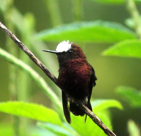See the Incredible Snowcap when Birding Costa Rica