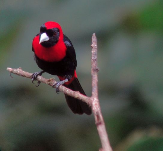 Using the Costa Rica Birds Field Guide App to Show Birds by Region