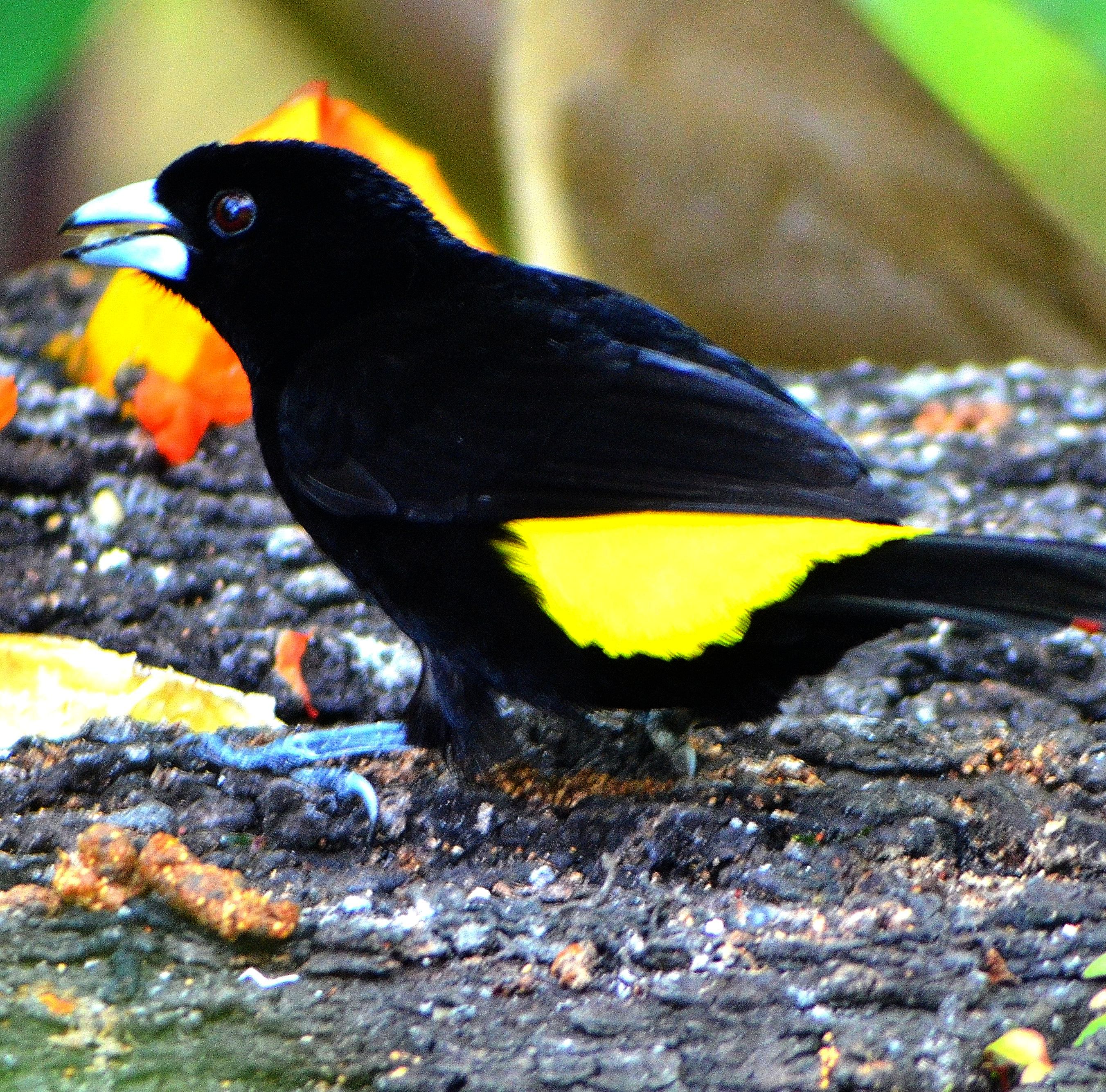 Some Common Beautiful Bird Species from Panama