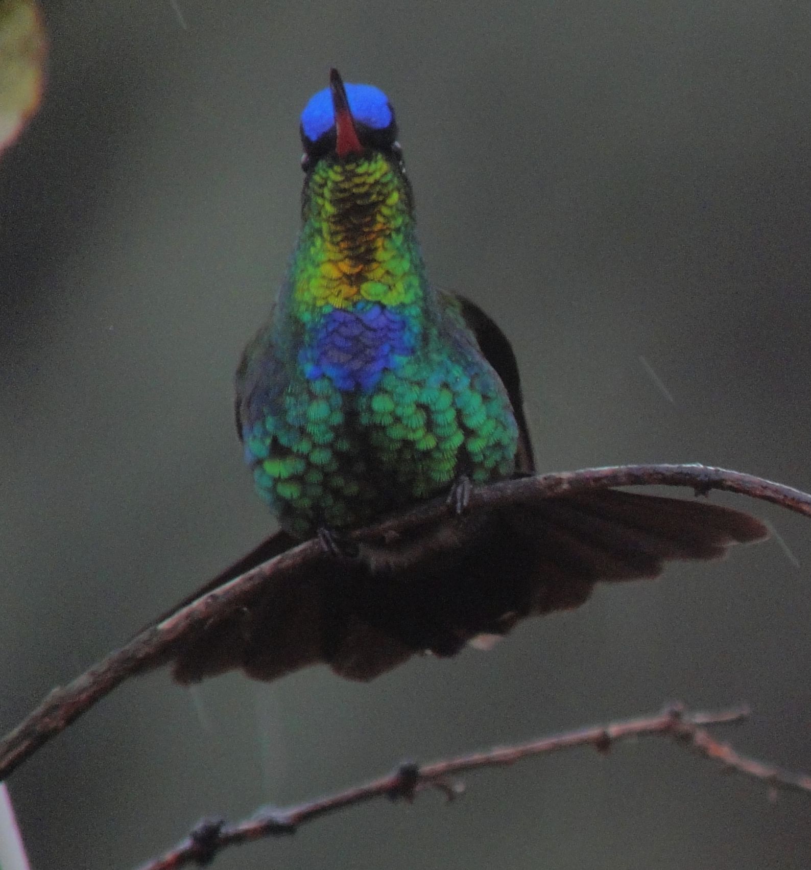 Prepare for Trips to Costa Rica and Panama with Birding Apps