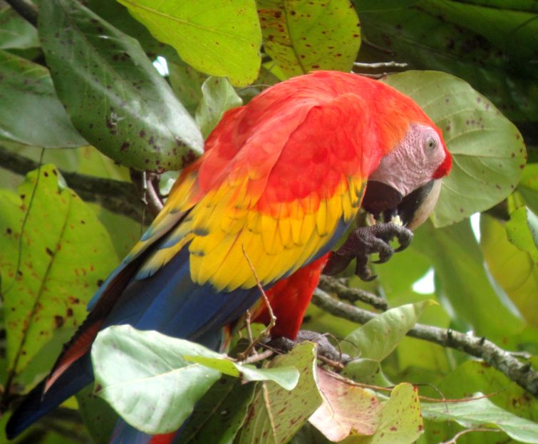 Where to See Parrots and Toucans in Costa Rica?