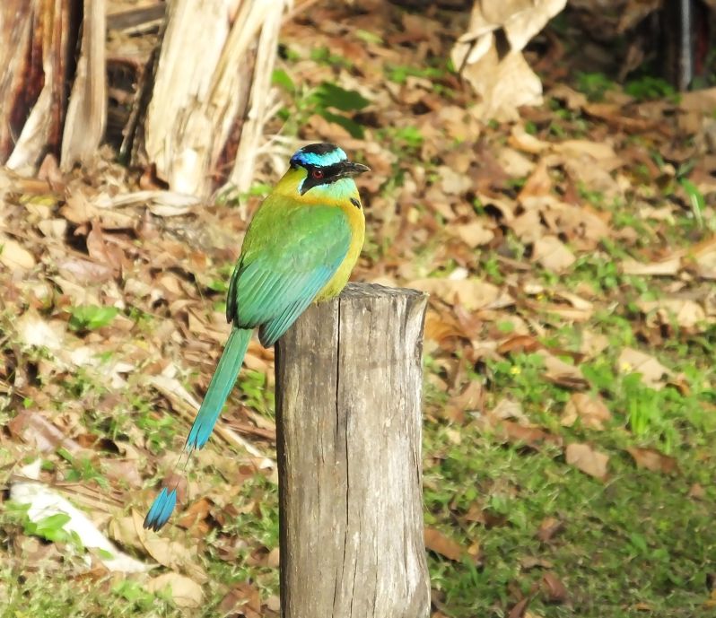 Quick Bird Identification in Costa Rica with an App