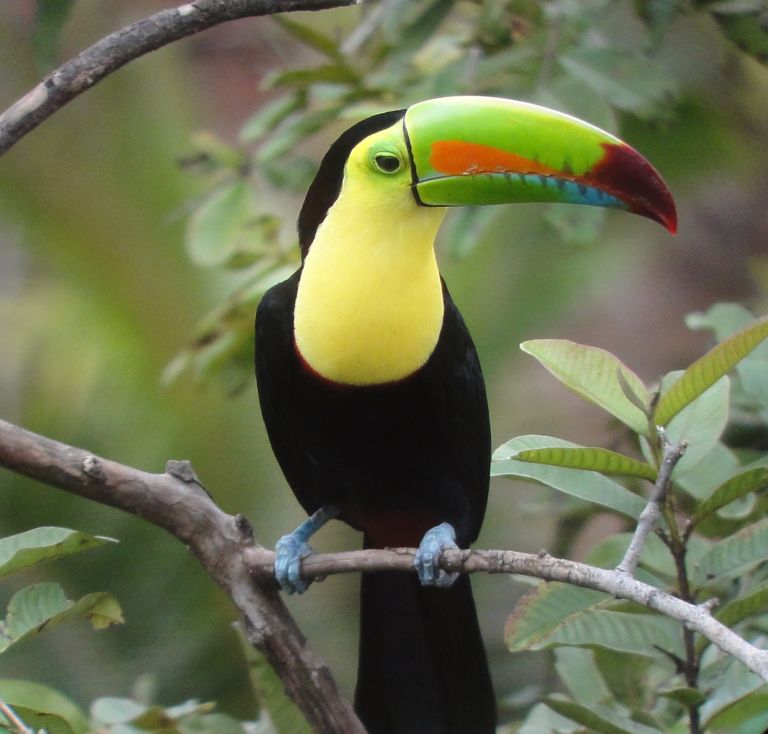 Beautiful Birds in Panama