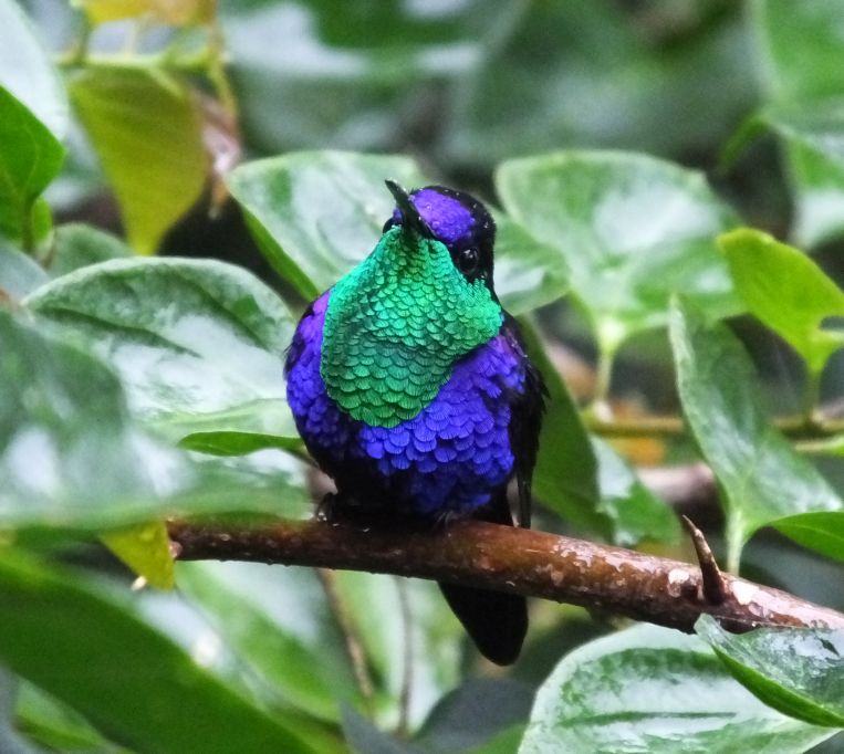 Bird Identification in Costa Rica with an App