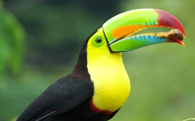 How Toucans are Like Crows