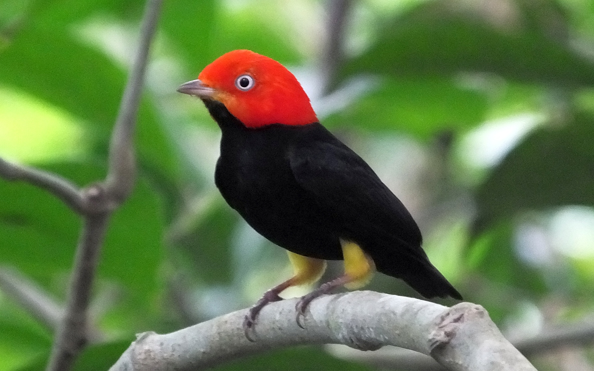 A Dozen, Beautiful Common Birds from Belize