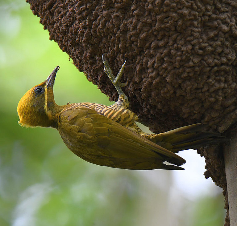 Bold, Beautiful Woodpeckers from Panama