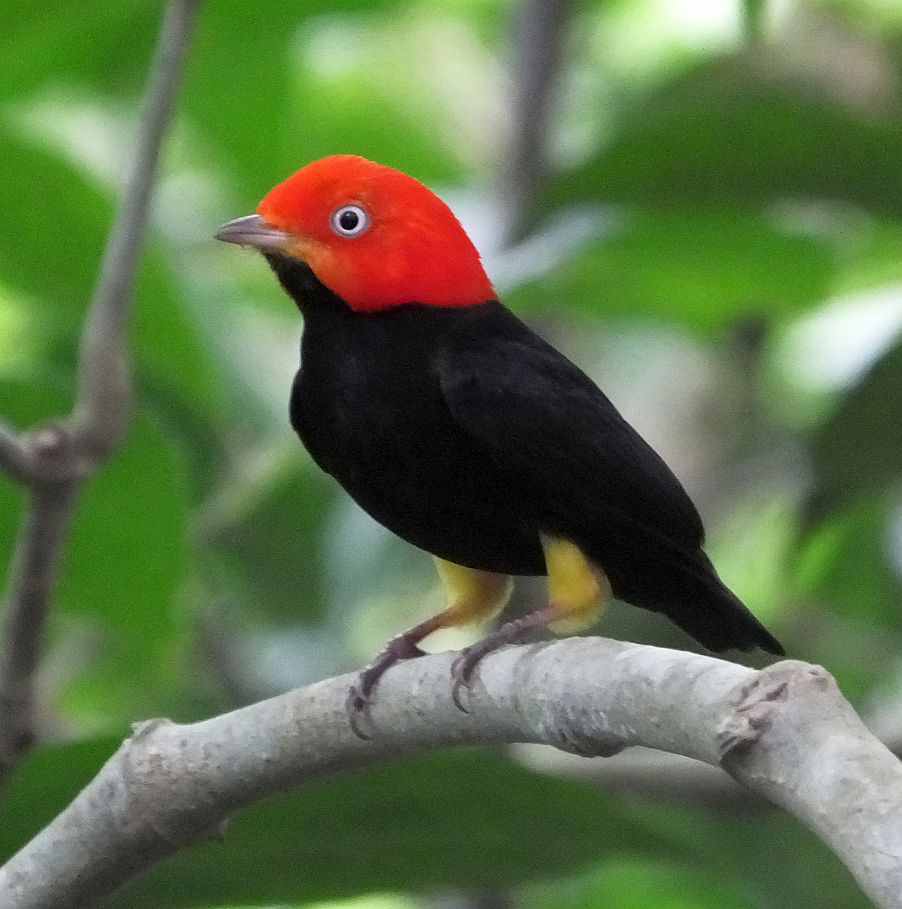 5 Reasons Why Birding in Panama is Incredible!