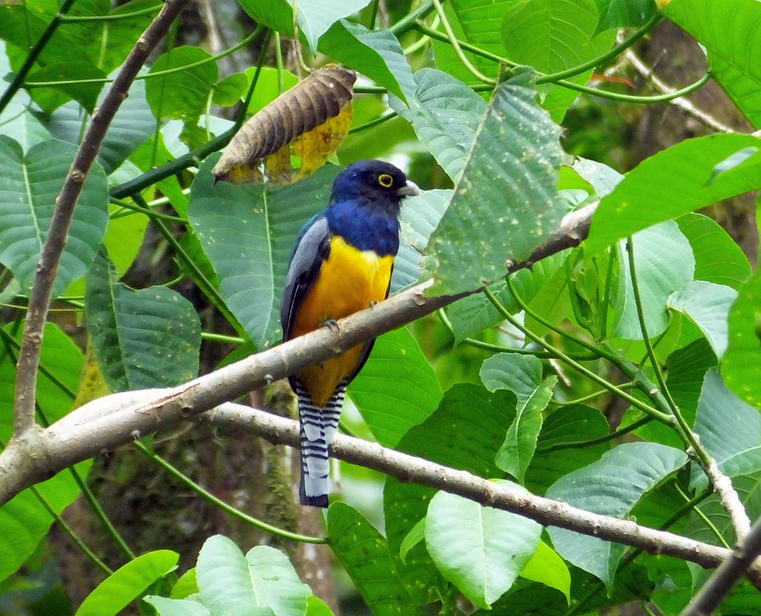 Trogon Photo Shoots in Belize – BirdingFieldGuides Blog