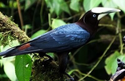 More Than 1,050 Species and Other New Features on the Panama Birds Field Guide App